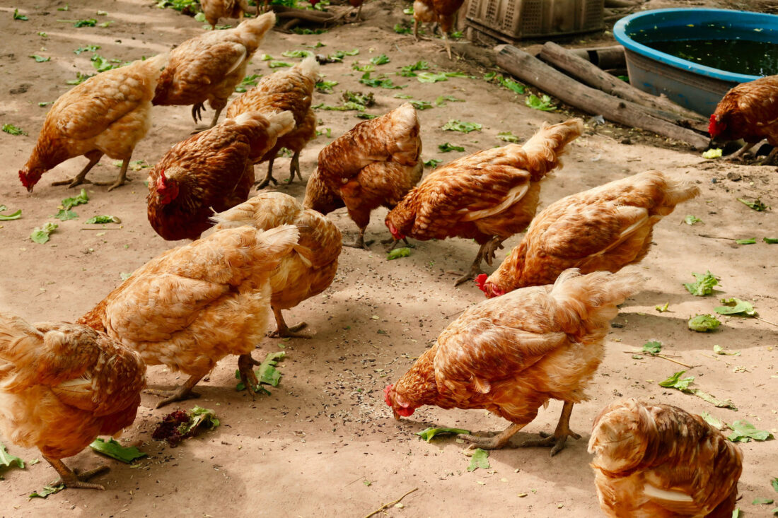 Raising and Butchering Broiler Chickens at Home Mother Earth News